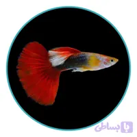 ماهی گوپی رد توکسیدو (جفت)