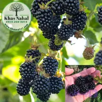 نهال بلکبری
