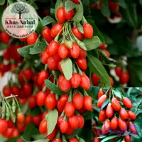 نهال گوجی بری