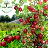 گوسی بری