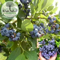 نهال بلوبری