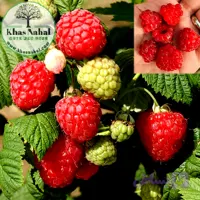 نهال رازبری قرمز