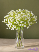 گل عروس (ژیپسوفیلیا) رنگ سفید بوته 7 شاخه مدلgypsophila کد 10 (کد MF5OC)