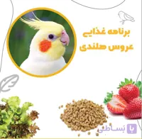 برنامه غذایی عروس هلندی سالم در همه سنین (فایل آماده)