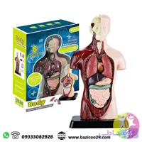 مولاژ نیم تنه بدن انسان 8 تکه