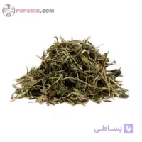 برگ کاسنی