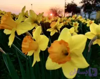 نرگس هلندی لب ماتیکی