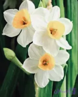 پیازگل نرگس شهلامعطر