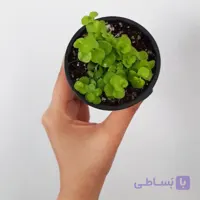 لیزوماکیا