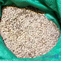 عدس سبز درشت وارداتی روسیه عمده بسته 25 کیلوگرمی