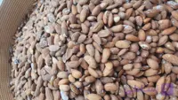 مغز بادام درختی ایرانی (بوداده یا شور)