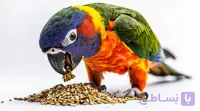 ارزن دانه ریز مخصوص طوطی سانان، مرغ عشق، عروس هلندی و کاناری – بسته 10 کیلوگرم