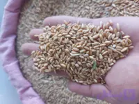 گندم دیم درجه یک کشت کردستان تمیز در کیسه های ۴۰ کیلوی