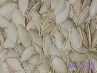 بذر تخم کدو برای کاشت