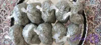پونه خشک کوهی