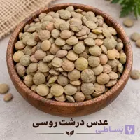 عدس درشت روسی