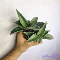 سانسوریا سامورایی سایز ده چند بوته