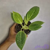 فیلودندرون برکین سایز ۱۰