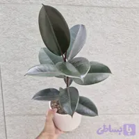 فیکوس بلک سایز بزرگ