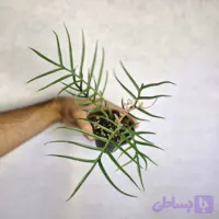 فیلودندرون شاخه گوزنی