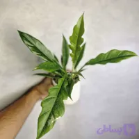 فیلودندرون کنگره ای