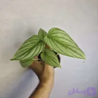 فیلودندرون مامی سیلور سایز ۸
