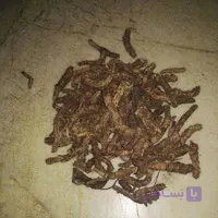 خریق سفید
