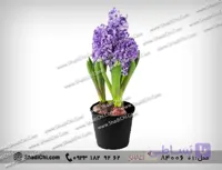گل سنبل برای عید