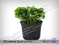 گلدان سبزه نارنج برای سال نو