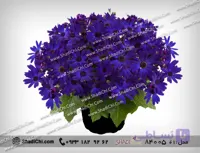 گلدان سینره برای سال نو