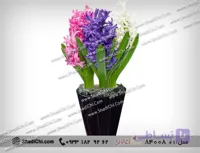 گل سنبل برای سال نو