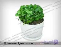 گلدان سبزه نارنج نوروزی