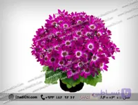 گل سینره برای عید