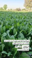 بذر اسفناج روزن سید هیبرید برگشتی