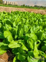 بذر شاهی