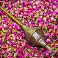 غنچه گل محمدی تازه و درجه یک