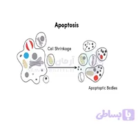 کیت تشخیص آپوپتوز Annexin V – پارس‌ طوس