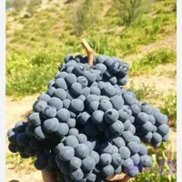 نهال انگور سیاه سردشت(رشه) یکساله