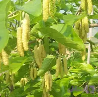 نهال توت موزی سفید