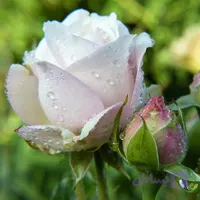 نهال رز سفید هلندی