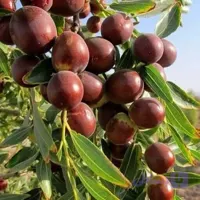 نهال عناب اوکراینی (کد NEG56)