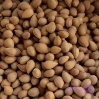 بادام تلخ کوهی