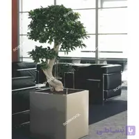 بونسای طرح S مدل BS30