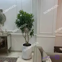 پیله موا ابلق BK17