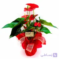 گلدان هدیه gift01