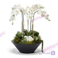 گاردن ارکیده خاص ORK23