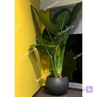 گلدان لوکس بابا آدم جاینت E31