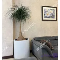 بونسای لیندا L18