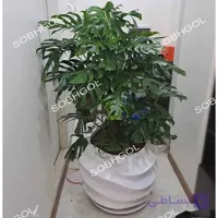 گلدان دکوراتیو مونسترا SB06