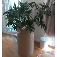 برگ انجیری فر SB07